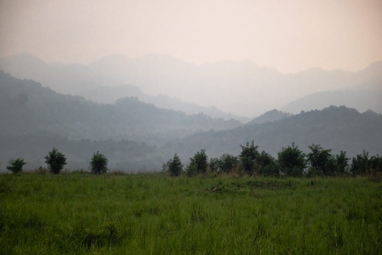 a grassy field with trees and fog