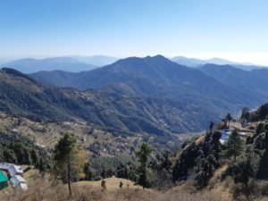 trees on mountains