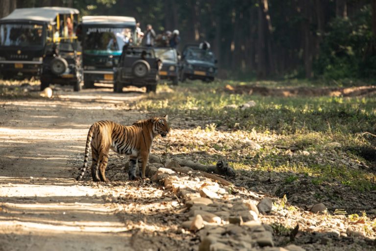 a tiger walking on a dirt road