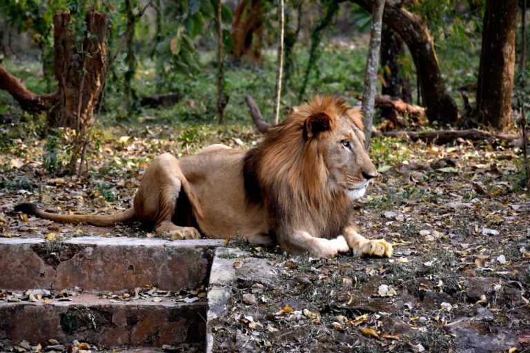 lion lying on gray concrete floor during daytime