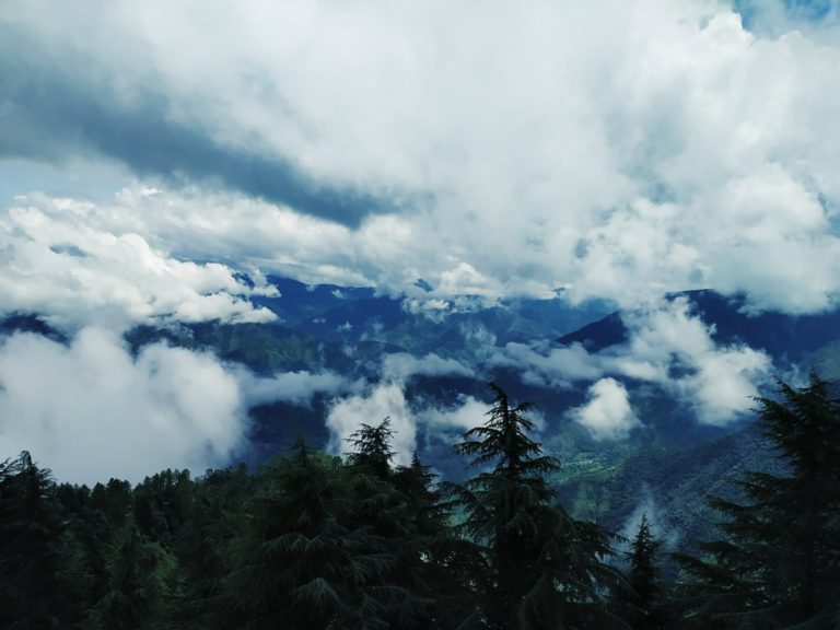 green trees under white sky at daytime