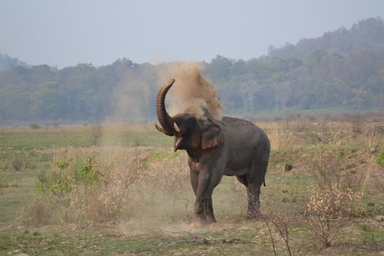 black elephant on green grass field during daytime